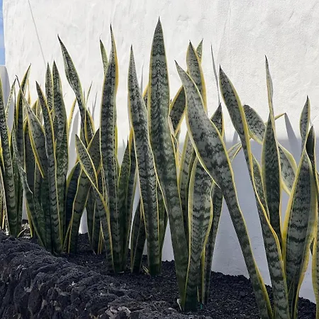 Apartmán La Bodega De Florencio Mozaga